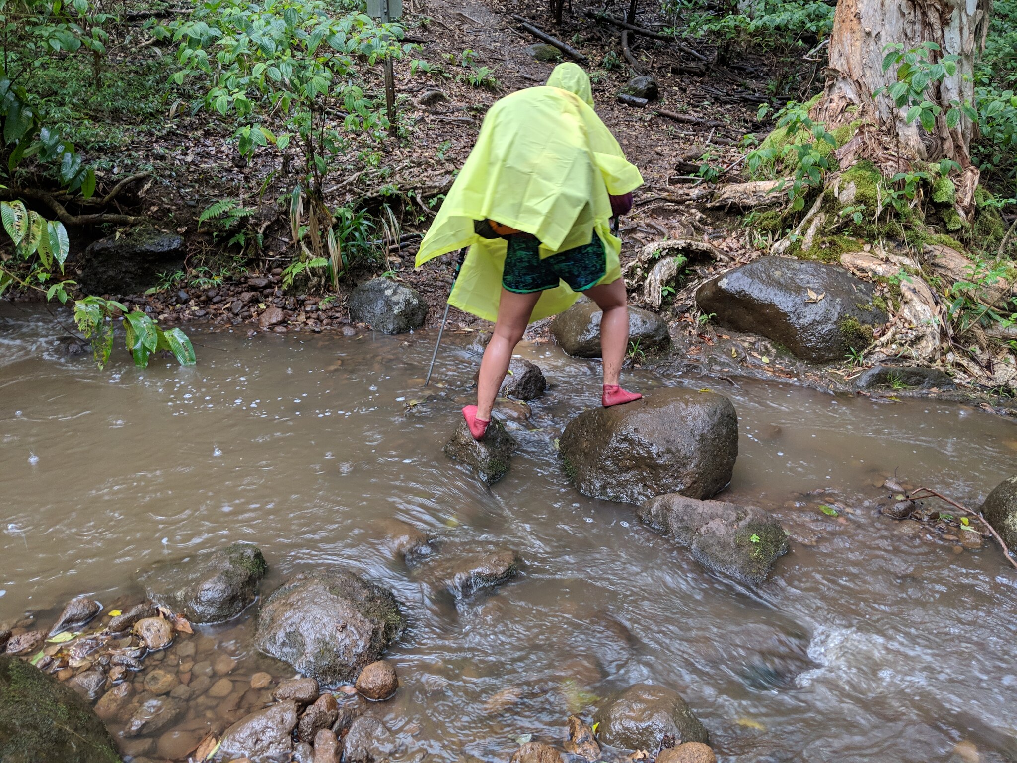 rain on Muliwai Trail gif