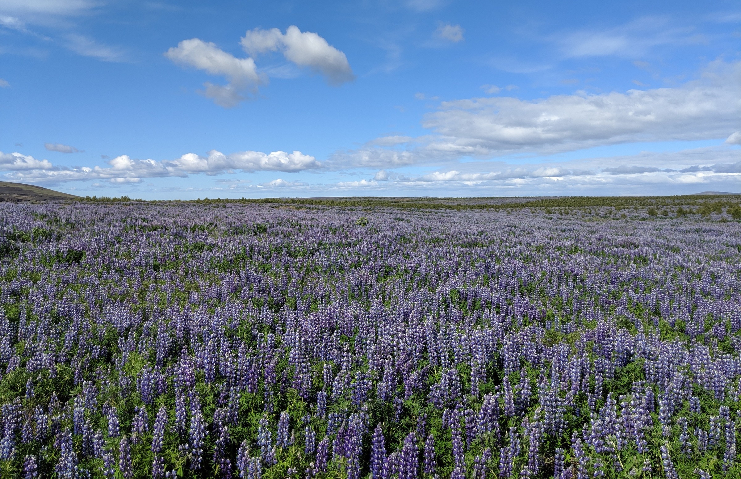 lupine, Lupinus nootkatensis