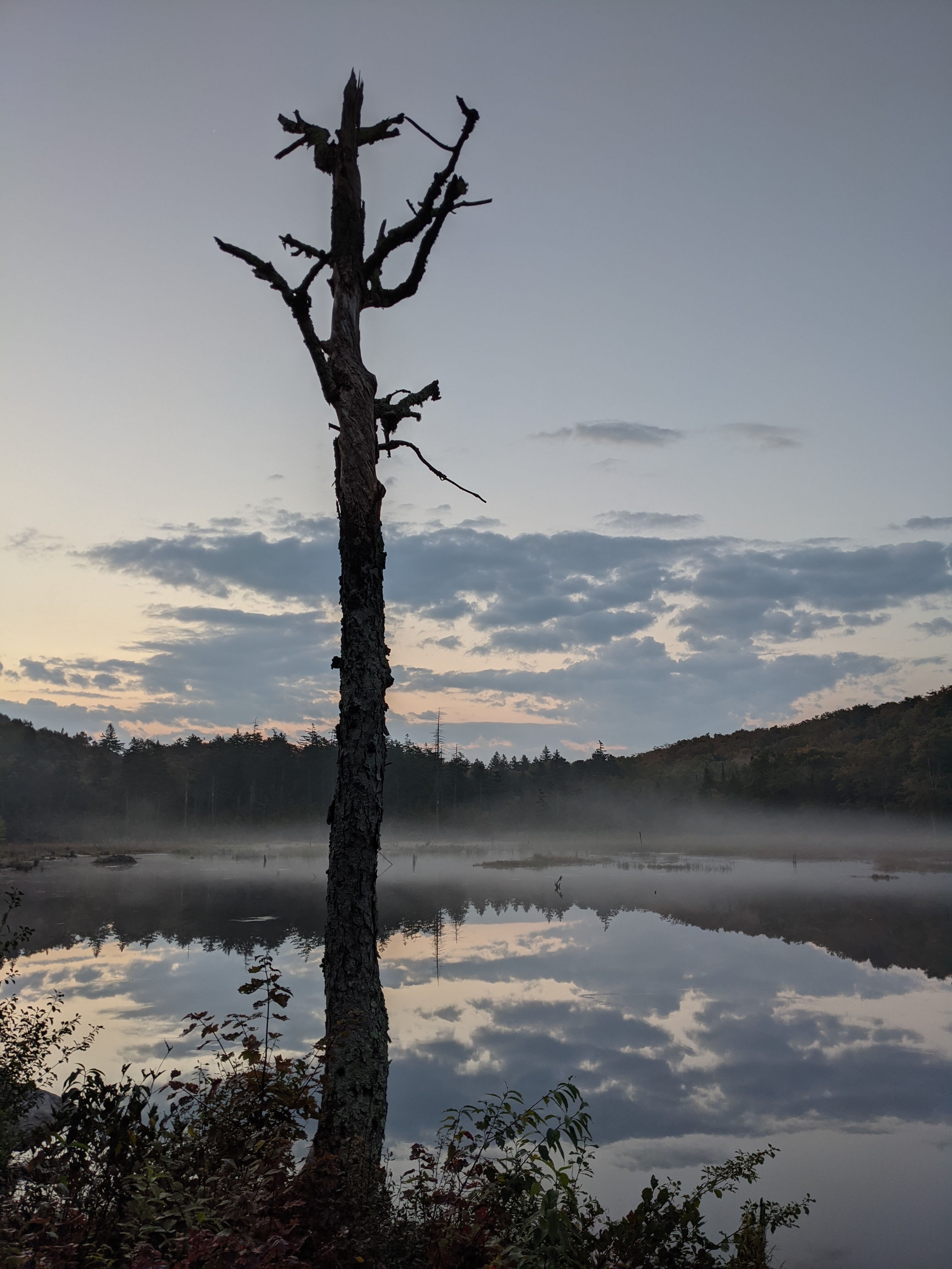 Dead tree in front of beaver pond with reflections in the morning.